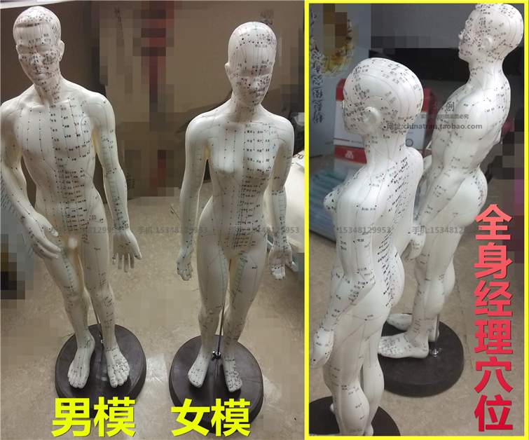 教学48CM超清晰男女小人模型教学人体全身经络穴位针灸按摩模型