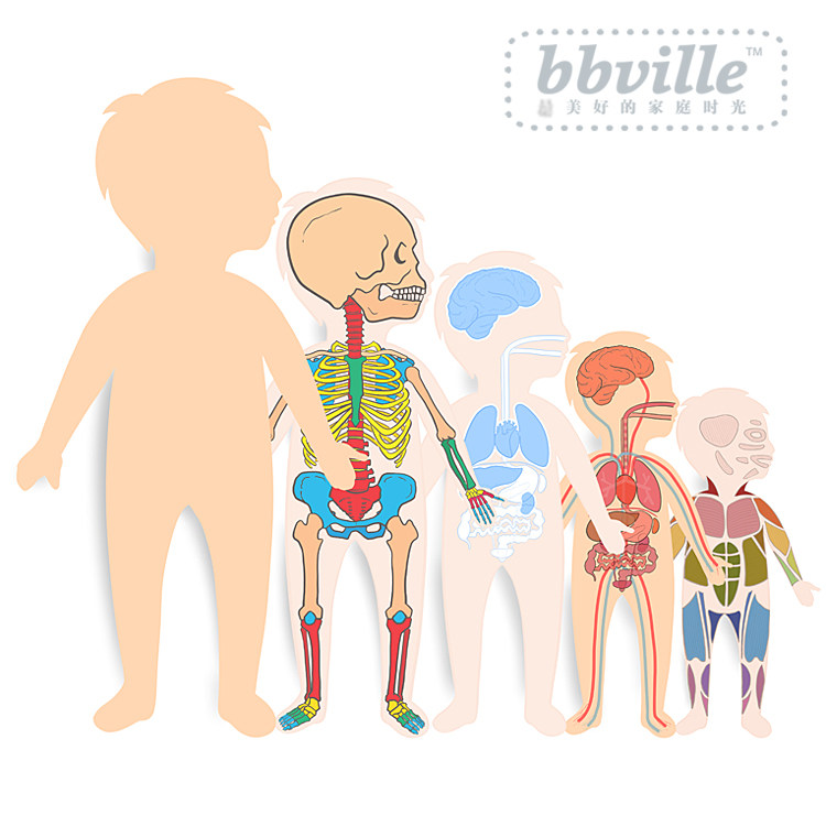 bbville我的身体大号人体系统识别图谱涂色拼图中英科学亲子手工