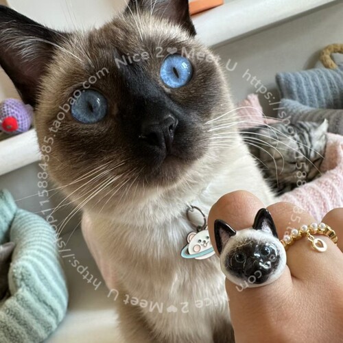 大头猫咪项圈戒指2件套装 奶牛猫加菲猫德文猫三花暹罗田园
