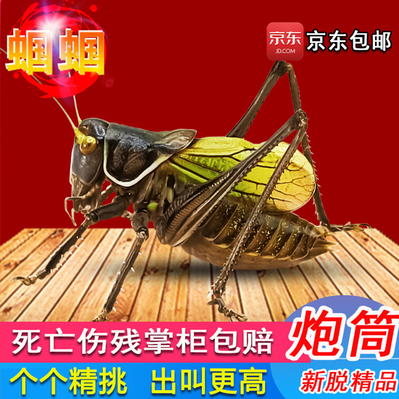 蝈蝈活虫新脱高端铁皮翡翠绿冬蝈蝈大肚子无残疾炮筒包活笼子憨叫,宠物/宠物食品及用品,特色爬宠/鸣虫,淘宝优惠券,粉丝福利购,淘宝优惠卷