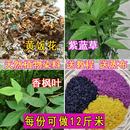 三月三清明节五色糯米饭植物染料枫香叶红蓝草黄饭花黑橙紫黄广西