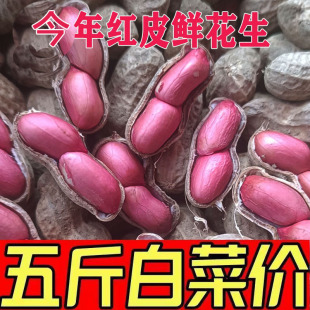 2025年新鲜湿花生5斤生花生带壳红皮花生米现挖广西农家自种精选