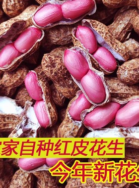 2025年新鲜湿花生5斤花生带壳红皮花生米现挖广西农家自种精选