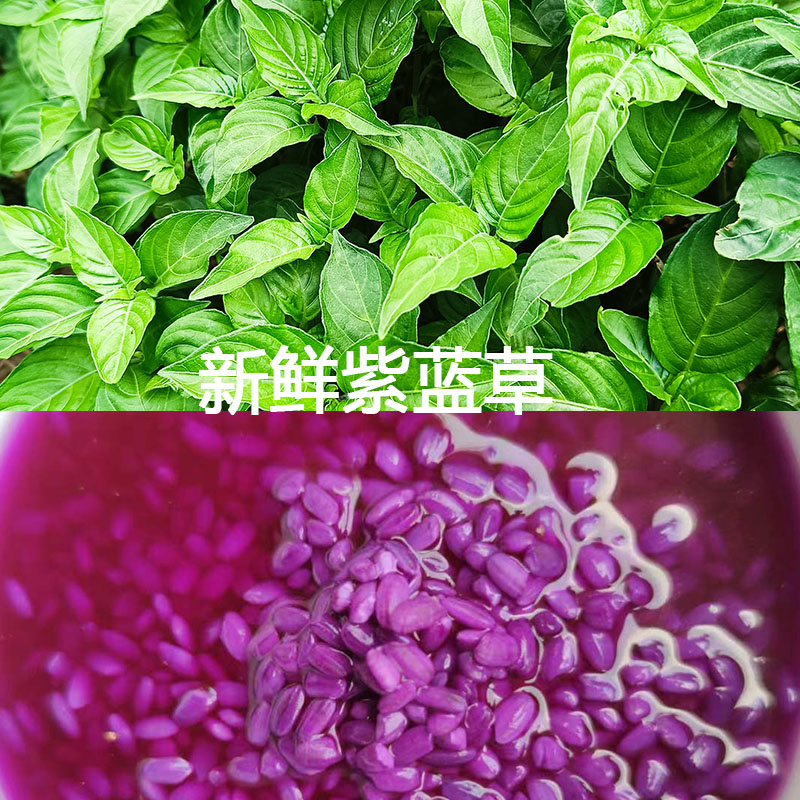 买二送一五色糯米饭紫蓝草红蓝草500g紫色花米饭团植物染料紫米草