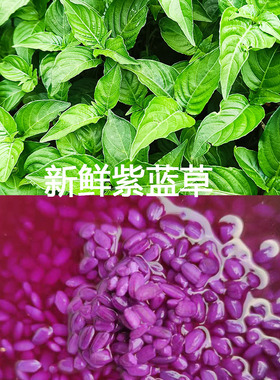 买二送一五色糯米饭紫蓝草红蓝草500g紫色花米饭团植物染料紫米草