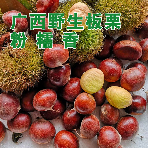 广西野生板栗生新鲜5斤包邮2026老品种毛栗子百色隆林板栗甘栗仁