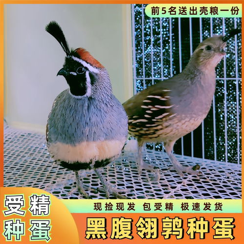 宠物珠颈黑腹翎鹑可孵化受精种蛋