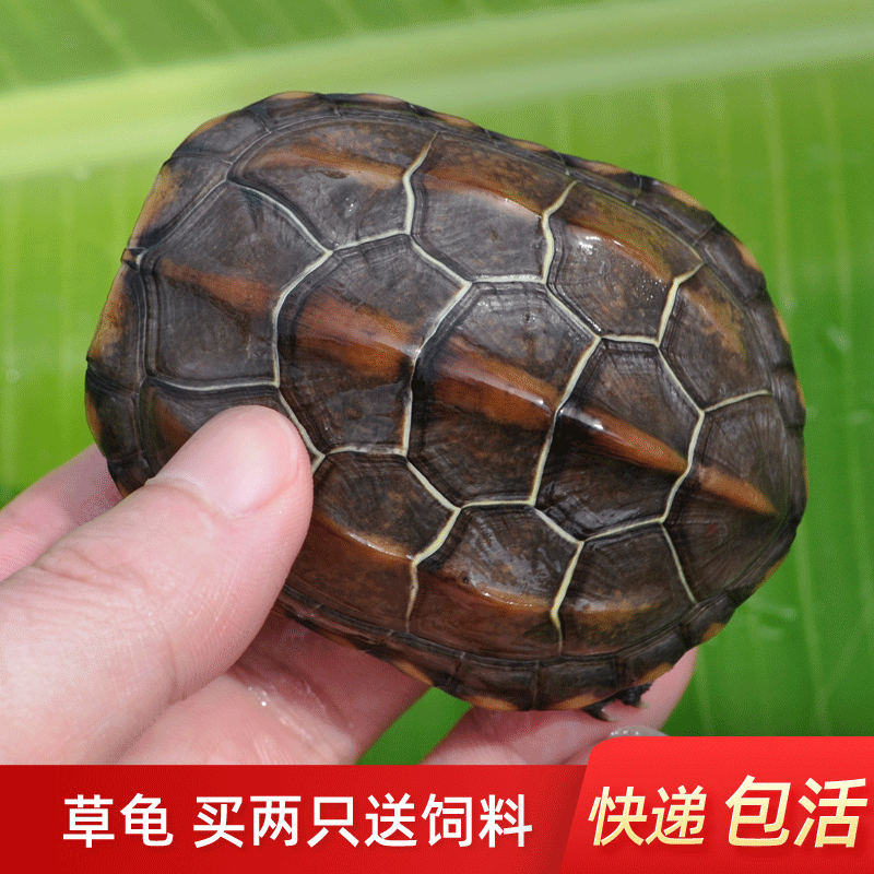 纯正越南石金钱龟中华草龟苗乌龟活物体外塘苏北下蛋种龟宠物龟