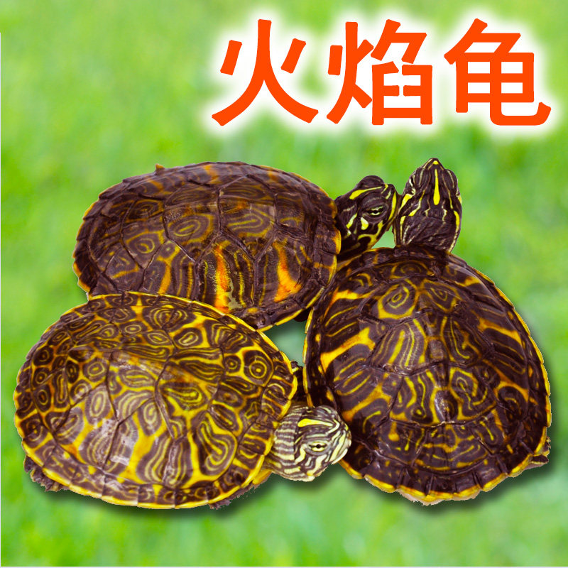 纯种极品深水宠物冷水乌龟进口宽纹火焰龟苗鱼缸混养清道夫吃粪龟_虎窝淘