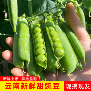 云南新鲜甜豌豆现摘现发鲜嫩脆甜农家自种自然成熟