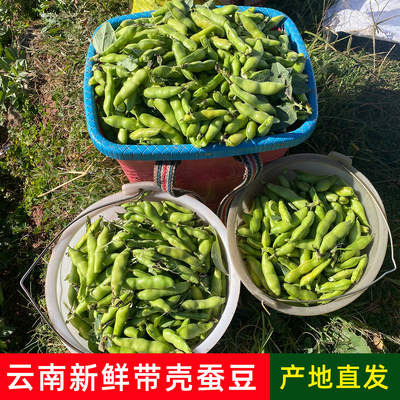 云南新鲜带壳蚕豆农家自种