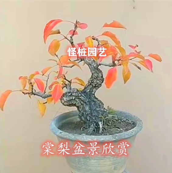 热销熟桩暴皮棠梨盆景文人悬崖临水式室内阳台美观花植物果树盆栽