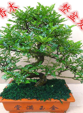 清香木客厅阳台四季常青