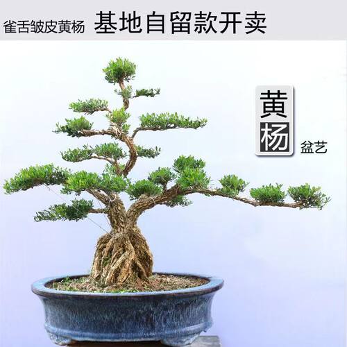 名贵皱皮小叶雀舌黄杨老桩造型客厅办公室好养常青绿植高档盆景