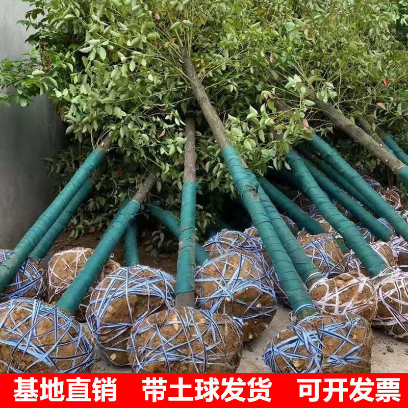 香樟树大型盆景带土庭院种植绿化