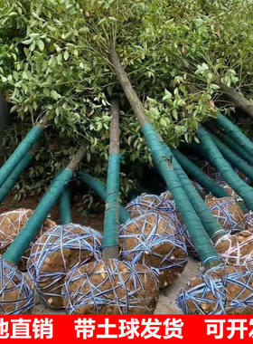 香樟树大型盆景带土庭院种植绿化