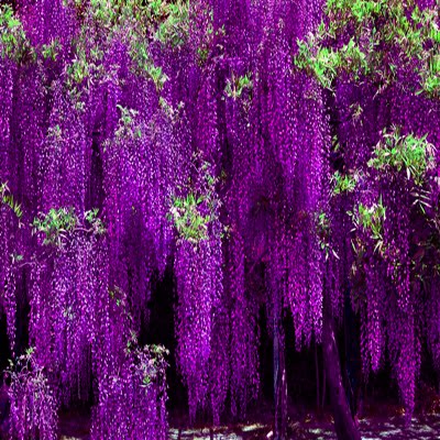 绿植日本紫藤楼顶地栽凌霄花苗
