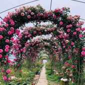 爬墙蔷薇花苗四季 藤本月季 1米6大苗大花浓香花卉盆栽阳台植物庭院