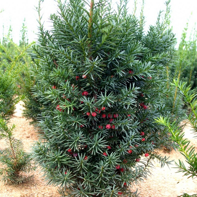 家养红豆杉树苗室内耐阴盆栽曼地亚南方四季常青地栽吸甲绿植植物