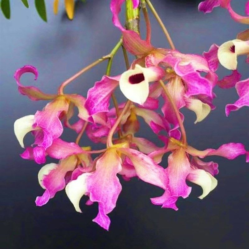 泰国边界红花扭瓣石斛2苗900 花很美 名贵品种 好养容易开花