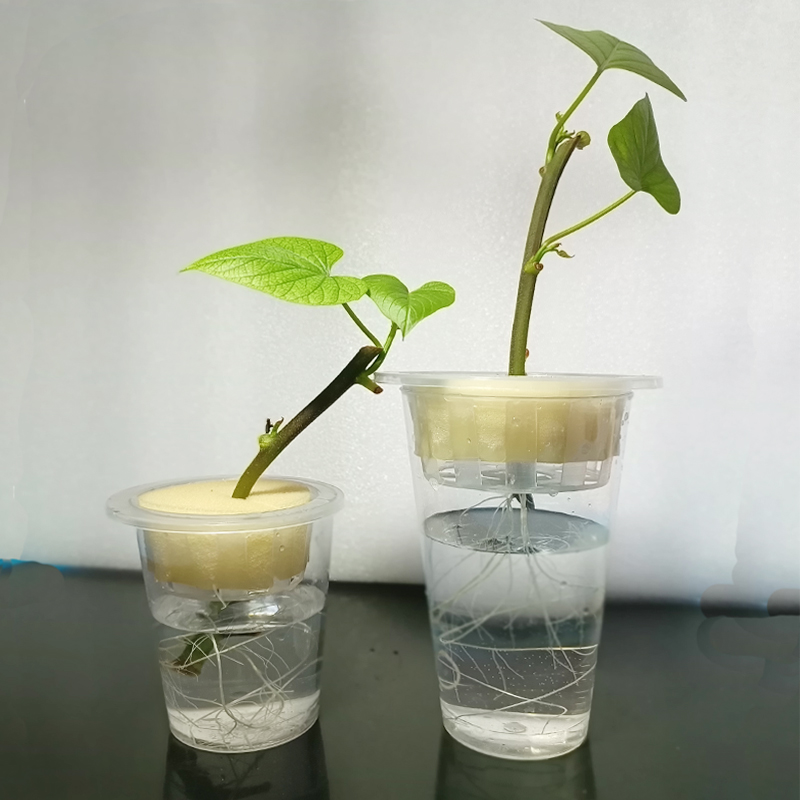 水培种植杯配套齐全学生科学实验