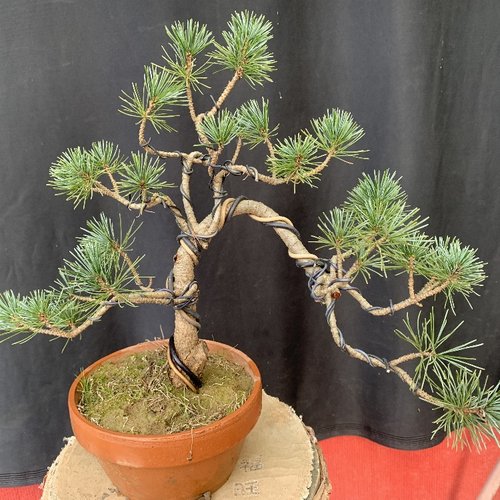 五针松盆景老桩 五针松素材苗 四季常青矮霸短针黑松盆景千寿丸