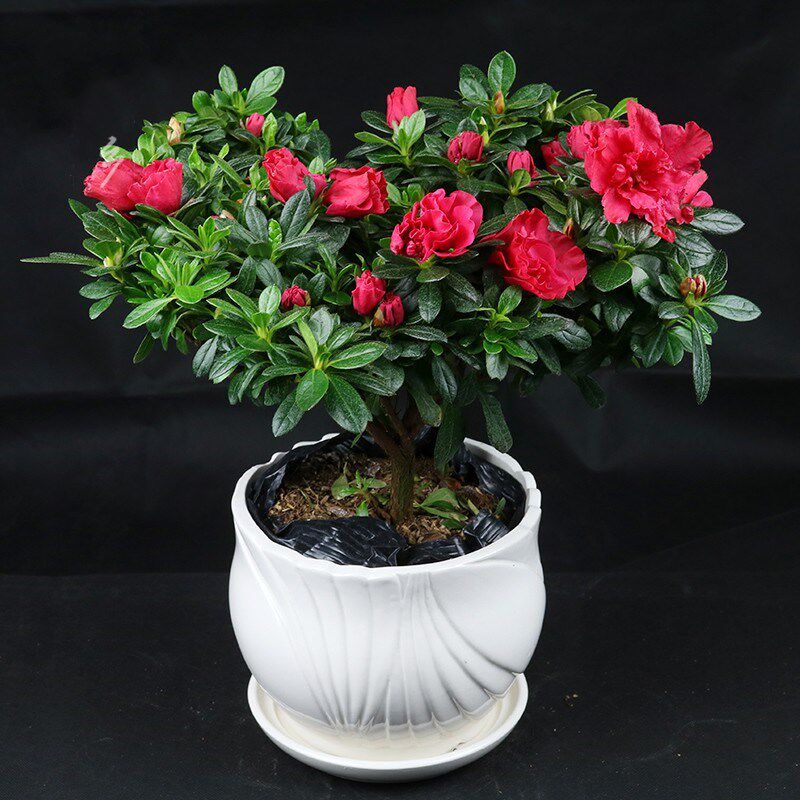 杜鹃花绿植盆栽四季开花不断室内花室外庭院阳台花卉盆栽观花植物