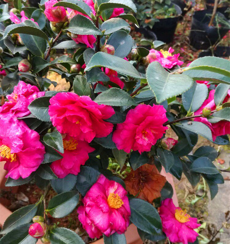 茶梅树苗茶梅花苗茶梅茶花四级常绿秋冬开花红茶梅苗盆景茶梅盆栽