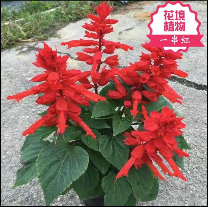 矮生一串红盆栽串串红角瑾带花发货庭院地栽阳台绿化工程花卉草花