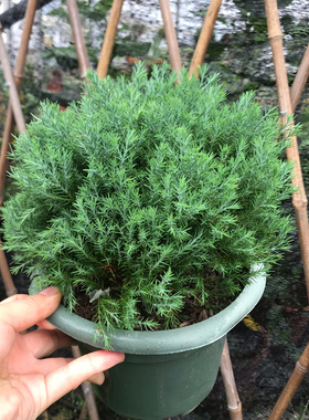 雾松盆景植物 雾凇绿色桌面花卉盆栽室内办公室 皮球松盆栽小绿植