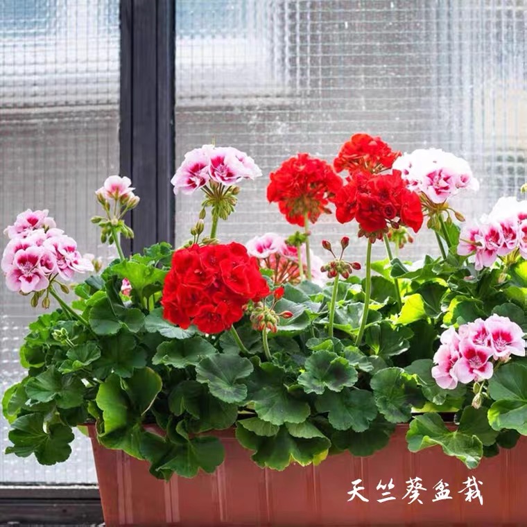 直立垂吊大花天竺葵盆栽花苗重瓣四季开花不断阳台庭院带花苞植物