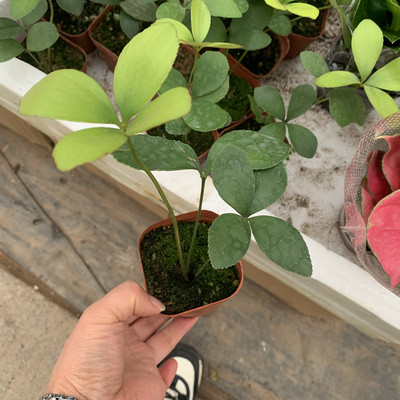 墨西哥铁树四叶幸运草室内办公桌绿植小盆栽古风盆景迷你懒人植物