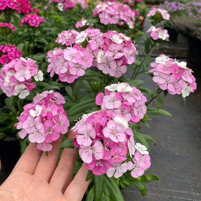 霹雳石竹盆栽 绣球石竹耐寒耐冻露天花卉庭院植物绿绒球 花毯石竹