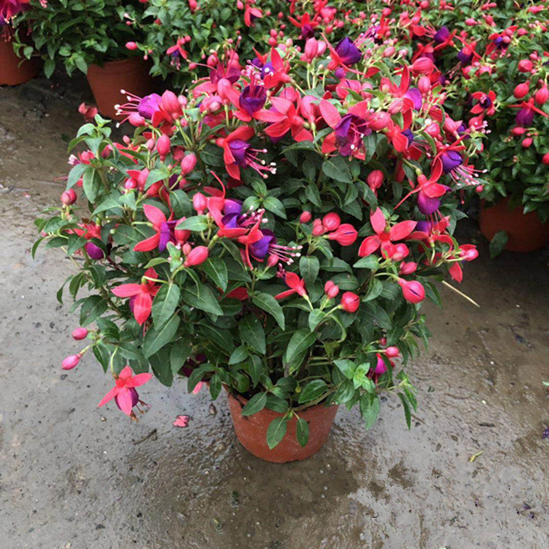 倒挂金钟盆栽四季开花 吊钟海棠苗灯笼花苗庭院阳台耐寒花卉盆栽