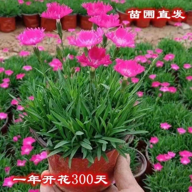 四季开花石竹花耐寒庭院初吻草坪盆栽开花苗地被多年生带花欧粉贝