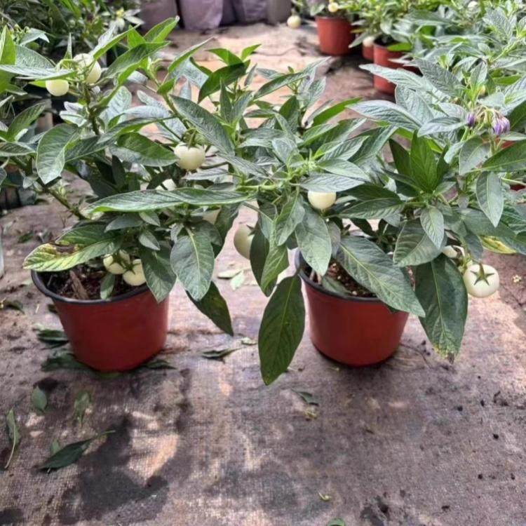 人参果盆栽苗带花带果 茄瓜果 人生果树 仙桃苗 正宗食用长寿果苗,鲜花速递/花卉仿真/绿植园艺,绿植,淘宝优惠券,粉丝福利购,淘宝优惠卷