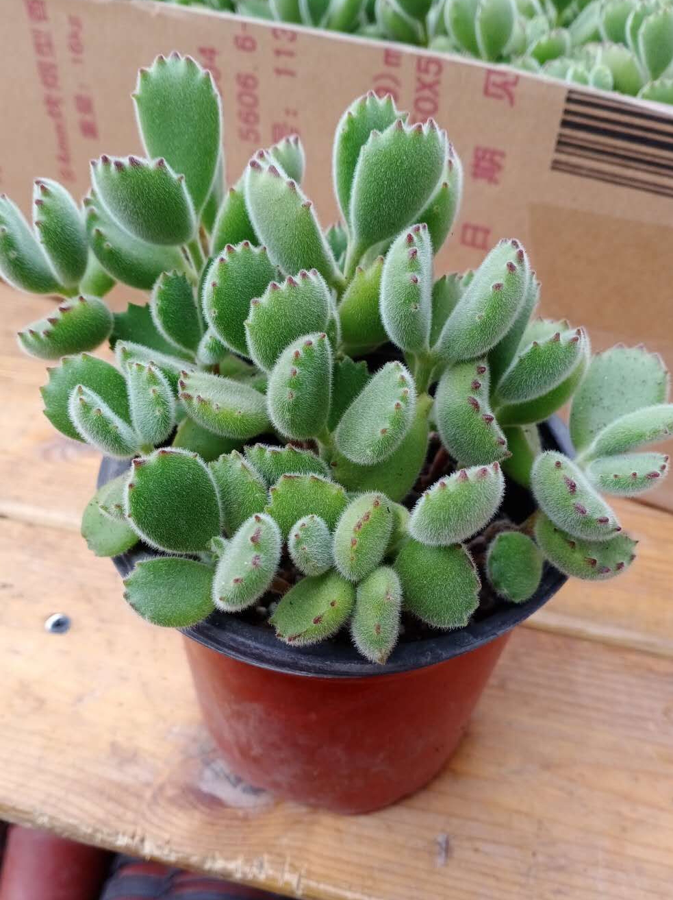 大老桩熊童子多肉植物