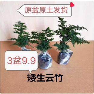 唐山矮生云竹文竹假山盆景云松竹办公室桌面小盆栽好绿植四季常青