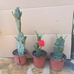 令箭荷花盆栽嫁接苗仙人掌嫁接令箭荷花1-2层