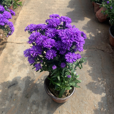 四季新品翠菊紫苑盆栽荷兰菊花苗