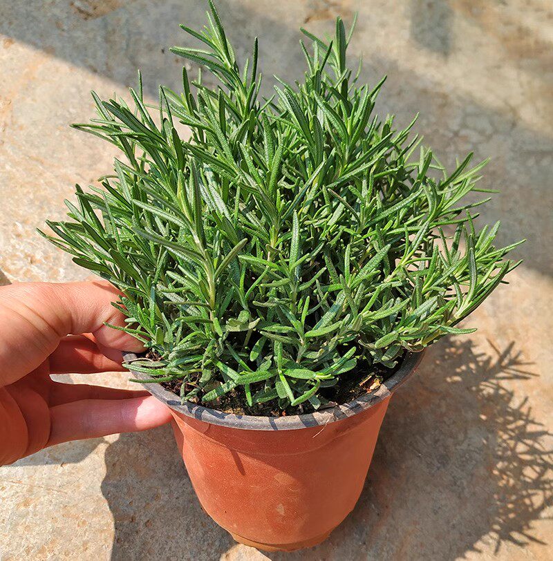迷迭香盆栽绿植可食用驱蚊植物煎牛排百里香草多年生阳台庭院好养