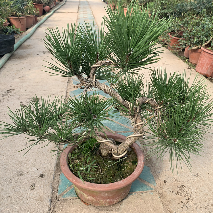 日本提根黑松老桩矮霸盆景办公室