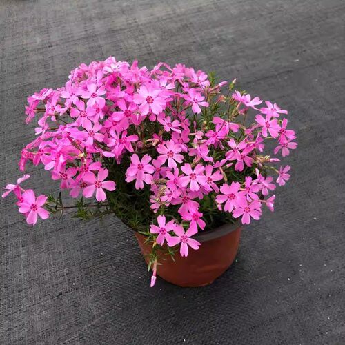 芝樱花苗小苗盆栽丛生福禄考多年生阳台庭院草坪花卉宿根四季常绿