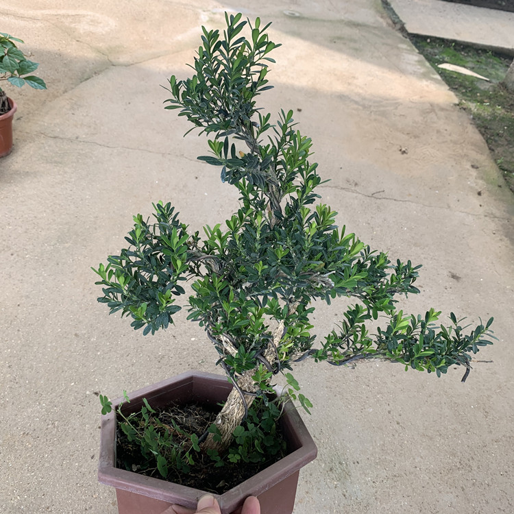小叶皱皮雀舌黄杨盆景植物