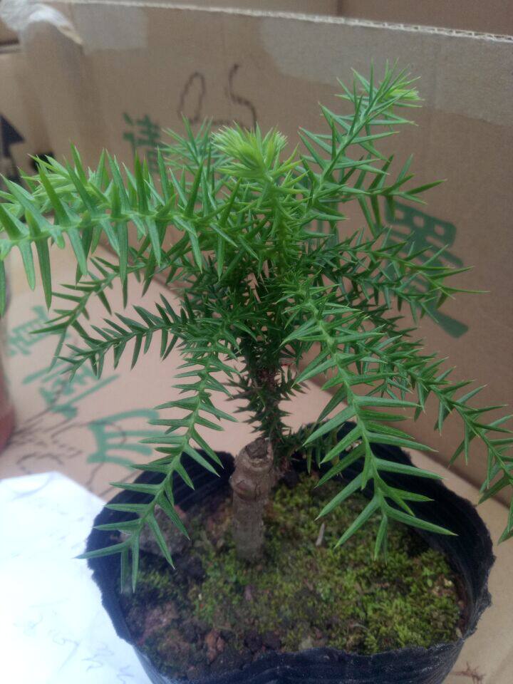 澳洲杉盆景 澳洲杉属南洋杉科 澳洲杉小苗 净化空气