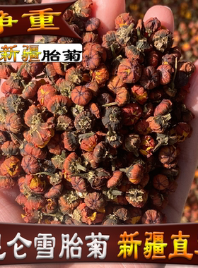 新疆直发昆仑雪菊胎菊