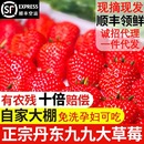 正宗丹东草莓红颜丹东99草莓牛奶无添加孕妇可食用当季 现摘现发