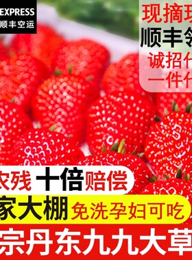 正宗丹东草莓红颜丹东99草莓牛奶无添加孕妇可食用当季现摘现发