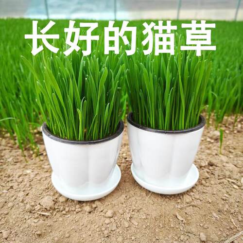 桐汝壁已长好的猫草成品化毛已种好发芽盆栽猫薄荷猫咪去毛球猫零