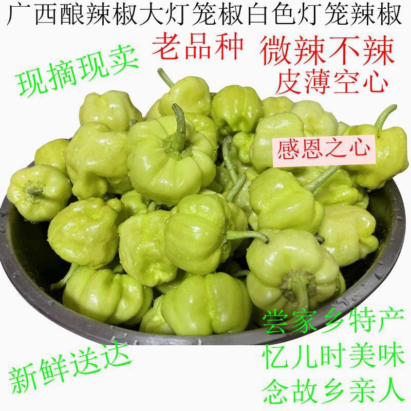 广西酿辣椒白色大灯笼辣椒新鲜白玉辣椒大泡辣椒现摘现卖包邮